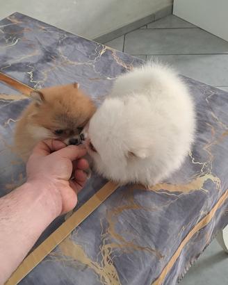 Cuccioli di spitz pomerania micro