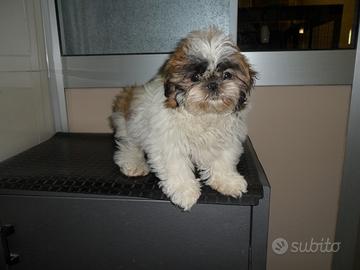 Shih-tzu