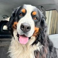 Bovaro del Bernese per accoppiamento