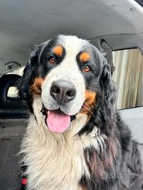 Bovaro del Bernese per accoppiamento