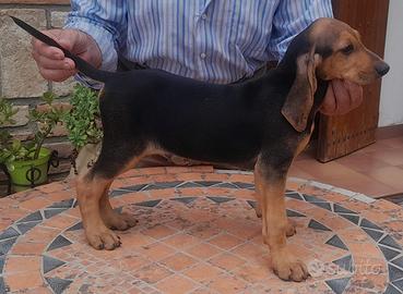 Cucciolata segugio italiano