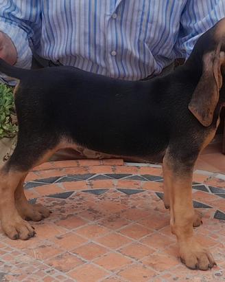 Cucciolata segugio italiano