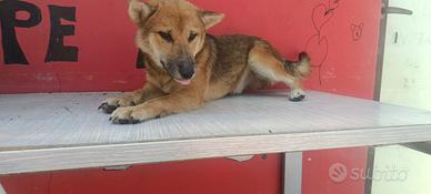Shiba inu