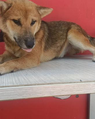 Shiba inu