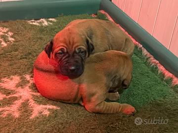 Cuccioli rhodesian Ridgeback