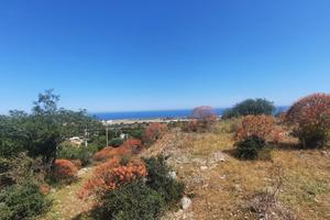 TERRENO CINISI
