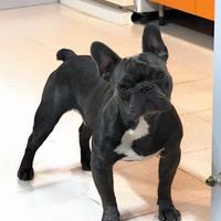 Bulldog Francese BLU per Monta