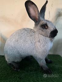 Conigli di razza