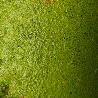 Lenticchie d’acqua (Lemna minor) – Ottime per acqu