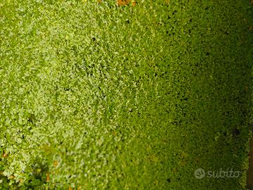 Lenticchie d’acqua (Lemna minor) – Ottime per acqu