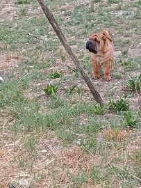 Sharpei