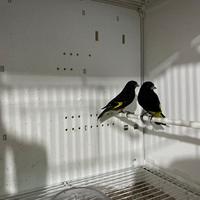 Negriti della Bolivia