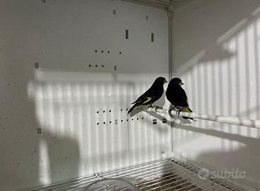 Negriti della Bolivia