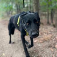 HOMER, stupendo a CARBONATE