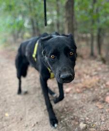 HOMER, stupendo a CARBONATE