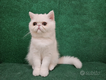 Gatto persiano ipertipico