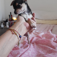 Cucciola di chihuahua toy