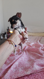 Cucciola di chihuahua toy