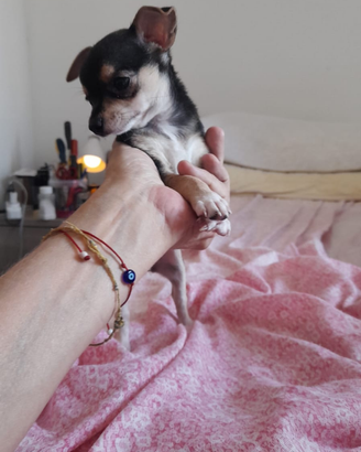 Cucciola di chihuahua toy