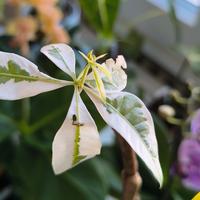 Pachira aquatica variegata Albo 