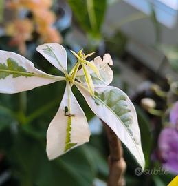 Pachira aquatica variegata Albo 