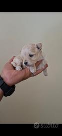 Maltipoo toy