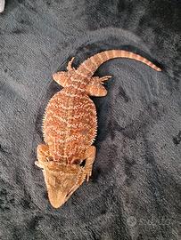 Due serpenti e un drago barbuto
