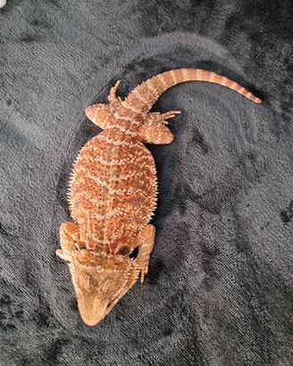 Due serpenti e un drago barbuto
