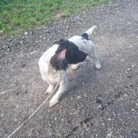 Springer spaniel