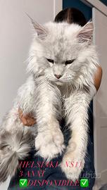 LEGGERE TUTTO SOTTO Maine Coon Shaded TOP