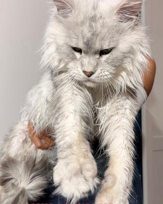 LEGGERE TUTTO SOTTO Maine Coon Shaded TOP