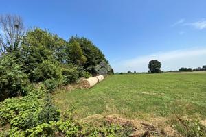 TER. AGRICOLO A SAN DANIELE PO