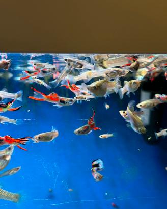 Guppy