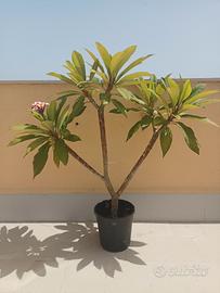 PIANTA DI POMELIA COLORATA 