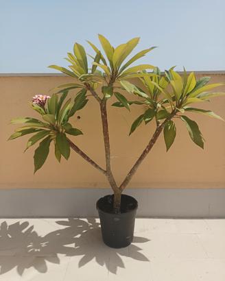 PIANTA DI POMELIA COLORATA 