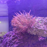 Anemone Entacmea quadricolor