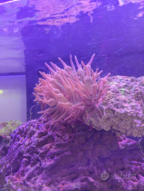 Anemone Entacmea quadricolor