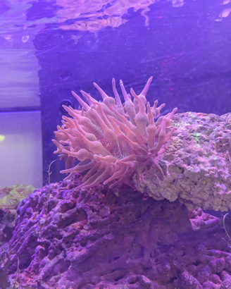 Anemone Entacmea quadricolor