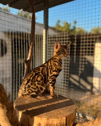 Cuccioli di Bengal
