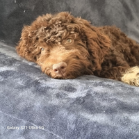 Lagotto cucciola addestrata