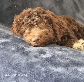 Lagotto cucciola addestrata