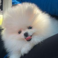 Spitz Pomerania nano super bello solo pelo