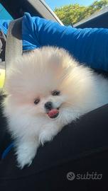 Spitz Pomerania nano super bello solo pelo