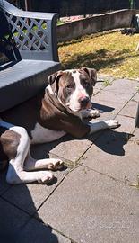 Pit bull per monta