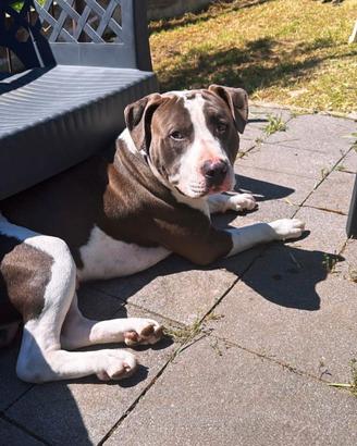 Pit bull per monta