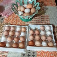 Prodotti tipici biologico