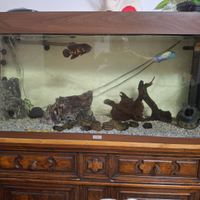 Pesci ciclici americani con acquario