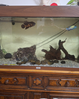 Pesci ciclici americani con acquario