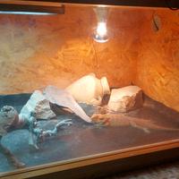 Pogona 4 anni femmina piú terrario