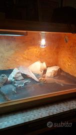 Pogona 4 anni femmina piú terrario